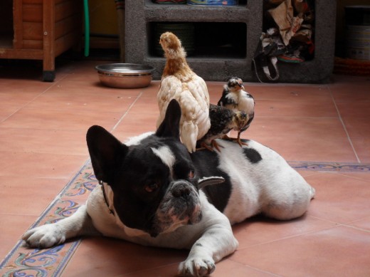 mi Larry lo adopta todo je je que mono mi Larry lo adopta todo je je que mono